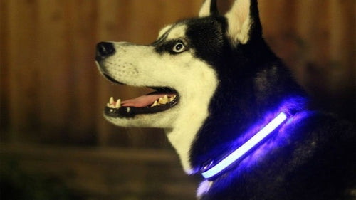 LED Flashing Dog Collar – Waterproof Night Visibility