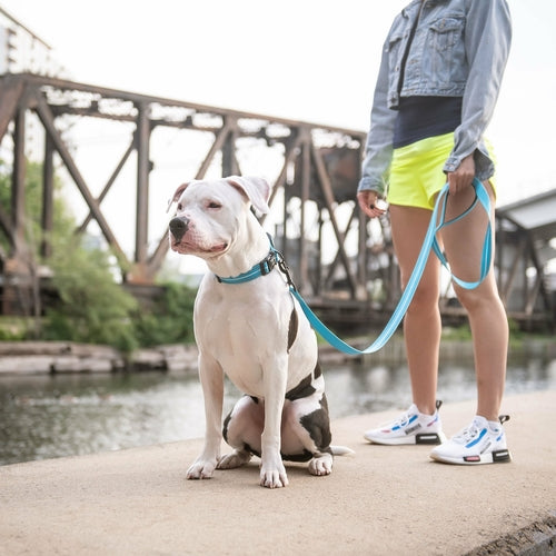Night-Safe Reflective Dog Leash – Neon Blue